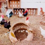 What To Put On the Floor Of A Chicken Coop: Best Flooring Options