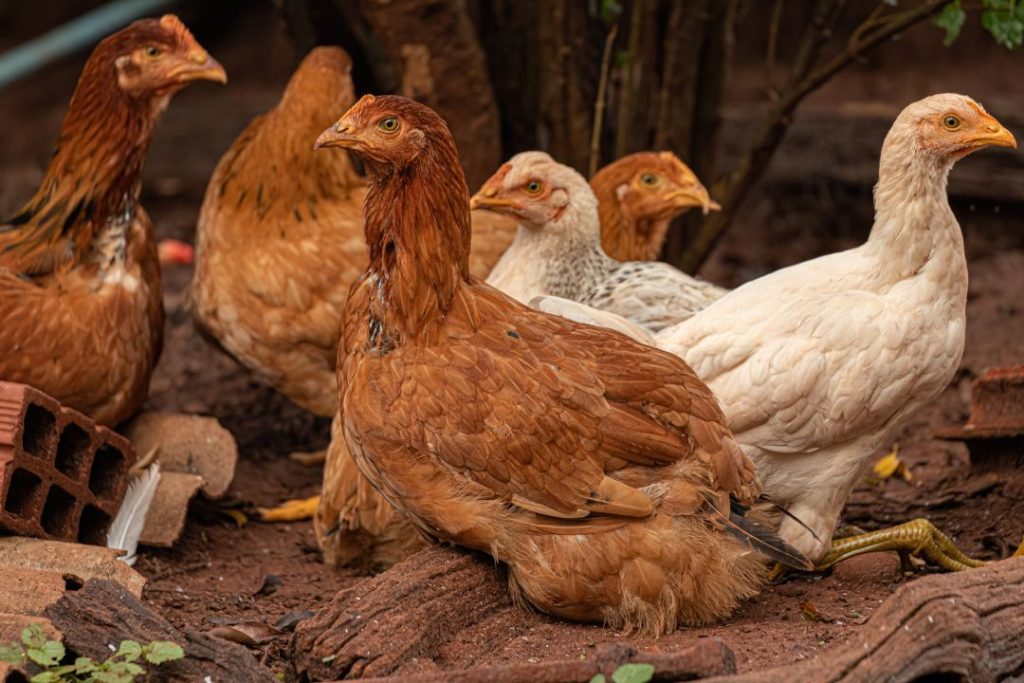 Treating Gape Worms in Chickens Naturally
