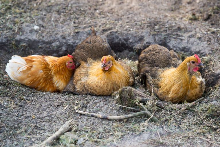 Decoding Chicken Behavior in Rain: How They React and What You Should Do
