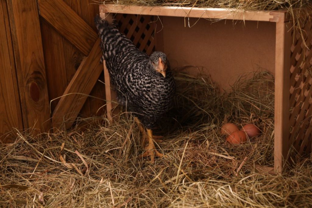 size of nesting boxes for chickens