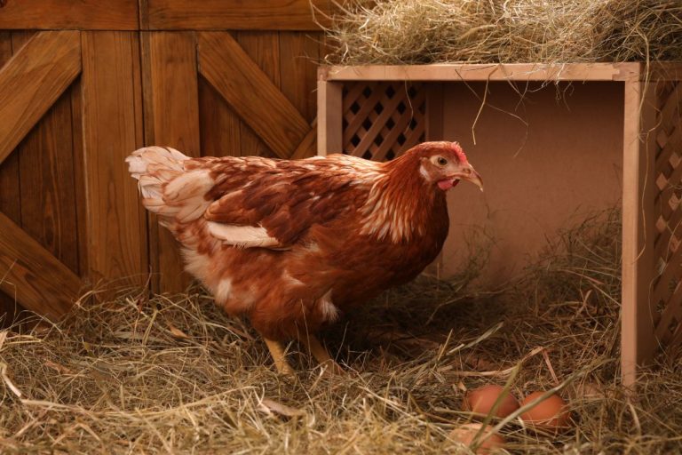 Building the Perfect Nesting Box: A DIY Guide for Backyard Chicken Keepers