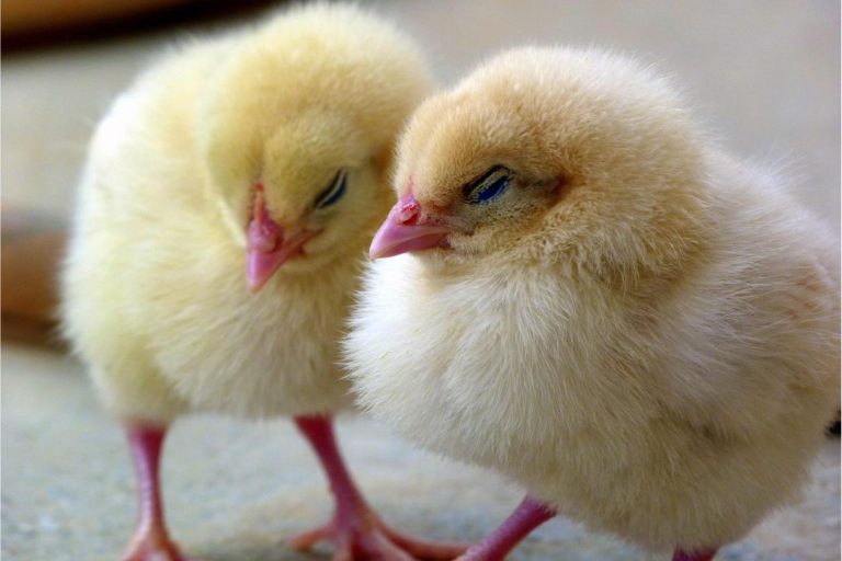 Caring for Your Baby Chick: Dealing with Poop Stuck on Bottom