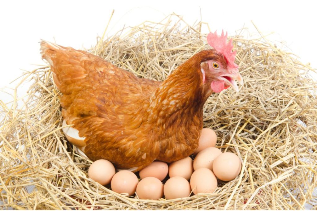 Can chickens lay eggs without a rooster