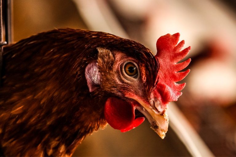 Caring For A Chicken with A Broken Beak: Tips and Considerations