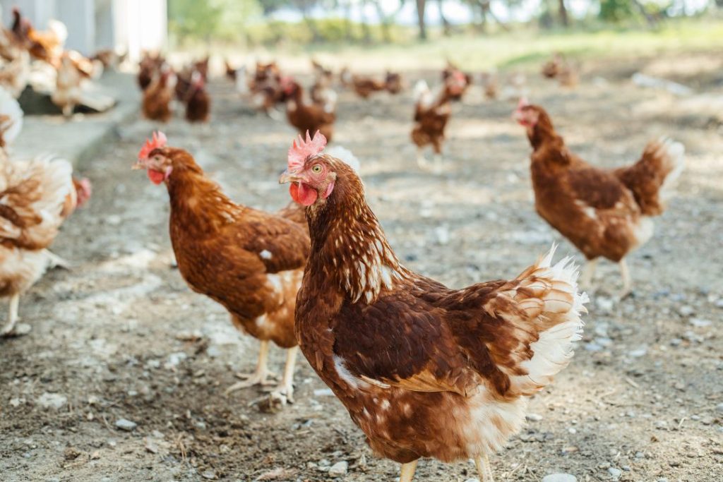 What to Do if Your Chicken Has A Broken Beak