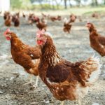 What to Do if Your Chicken Has A Broken Beak